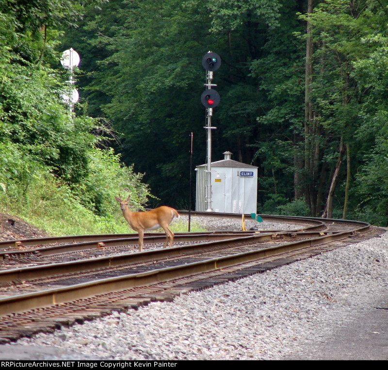 Wild visitor